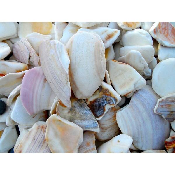 SHELL ON WHEELS: Florida Man shellacks classic car with seashells