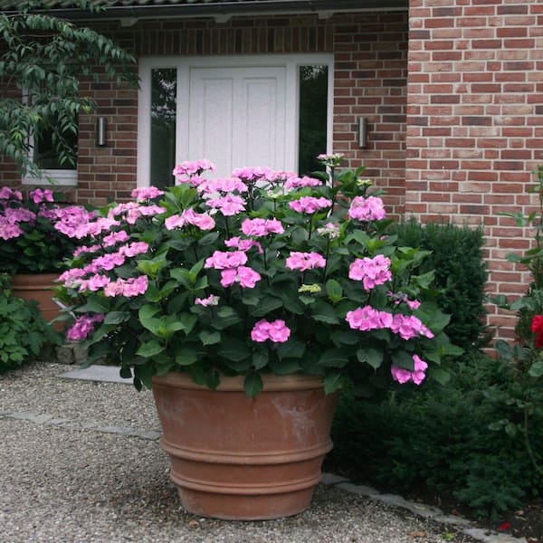 national PLANT NETWORK 4 in. Hydrangea Preziosa (3-Pack) HD3195