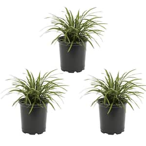 2 Qt. Green Liriope Perennial Plant (3-Pack)