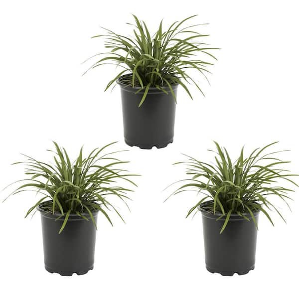 METROLINA GREENHOUSES 2 Qt. Green Liriope Perennial Plant (3-Pack)