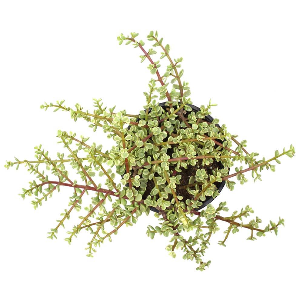 Large Variegated Elephant Bush Succulent in Black Pot