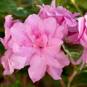 3 Gal. Carnation Azalea Shrub with Pink Reblooming Flowers