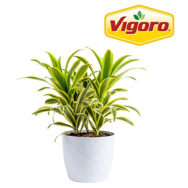 Vigoro 13 in. Yucca Cane Plant in White Plastic Deco Pot