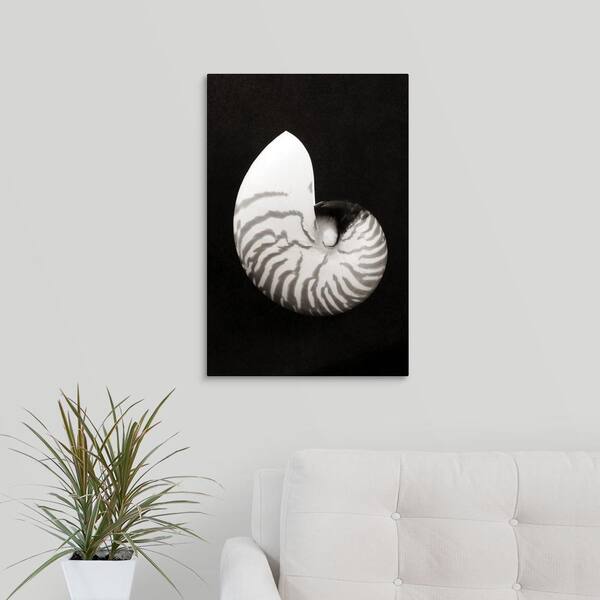Greatbigcanvas Close Up Of Chambered Nautilus Shell On Black Background By Bill Brennan Canvas Wall Art 24 16x24 The Home Depot