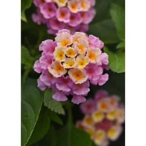 2.5 in. Lantana Bloomify Pink Plant in Grower Container (3-Piece)