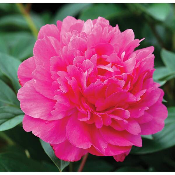 Alder & Oak #5 Container Peony Kansas Plant