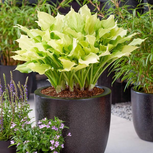 DIRECT GARDENING White Feather Improved Hosta Dormant Bare Root Perennial Starter Plant Roots (1-Pack)