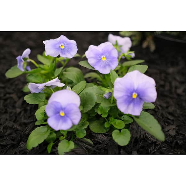 BELL NURSERY 4 in. Blue Pansy Annual Live Plant, Blue Flowers, (6-Pack)