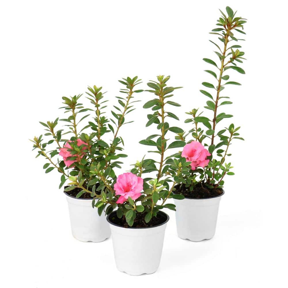 national PLANT NETWORK 4 in. Azalea FlorAmore Pink Shrub (3-Pack