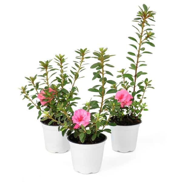 national PLANT NETWORK 4 in. Azalea FlorAmore Pink Shrub (3-Pack