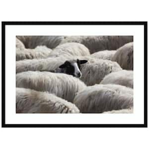 "The Sheeps Gaze" by Massimo Della Latta 1-Piece Wood Framed Color Animal Photography Wall Art 24 in. x 33 in.