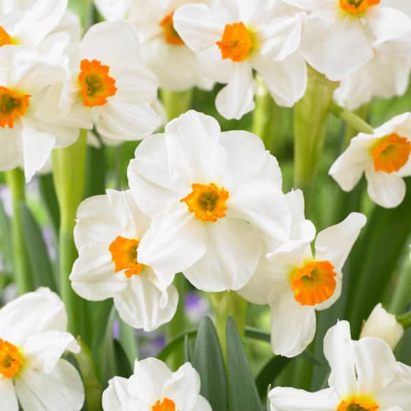 Garden State Bulb 16/18 cm, Geranium Tazetta Daffodil Flower Bulbs (Bag of 100)