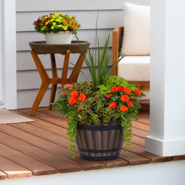 SunPatiens 5.32 Gal. Coleus Lysimachia SunPatiens Impatiens Combo