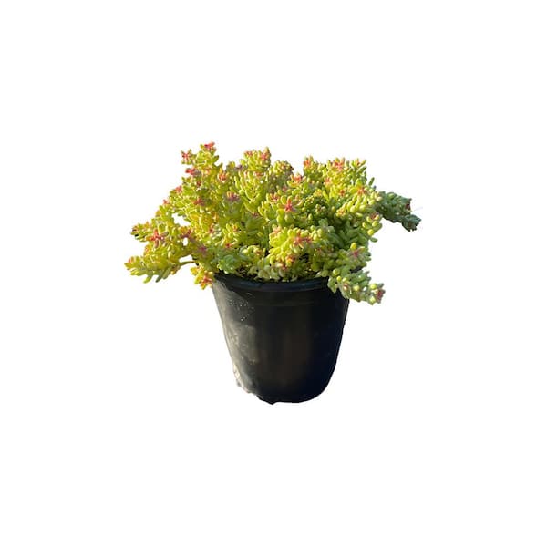 Cesicia 2.33 Gal. Deer Resistant, Eacoast Tolerent Stonecrop Flowering Shrub with White Blossom (1-Pack)