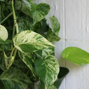 6 in. Marble Queen Pothos Plant in Grower Container (1-Piece)