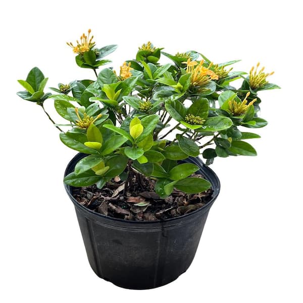 Have a question about OnlinePlantCenter 10 in. Maui Yellow Ixora