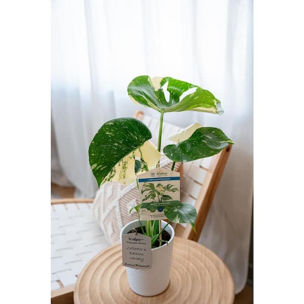 LEAFJOY Mysteria Monstera Deliciosa Thai Constellation