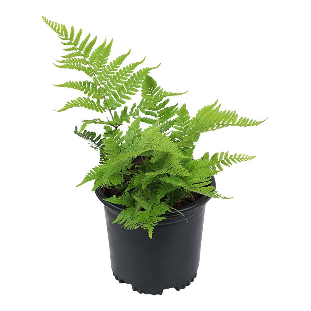 2 QT. Autumn Fern (Dryopteris Erythrosora) Garden Perennial Shrub Plant in Grower Pot price history on PriceWatchPro
