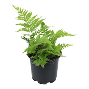 2 QT. Autumn Fern (Dryopteris Erythrosora) Garden Perennial Shrub Plant in Grower Pot