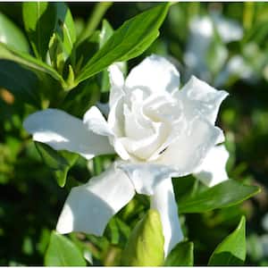 1 Gal. Radicans Gardenia Plant, Low Growing Evergreeen with White Fragrant Blooms