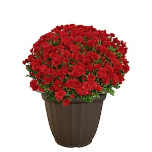 11.5 in. Chrysanthemum (Mum) Plant in a Decorative Pot with Red Flowers