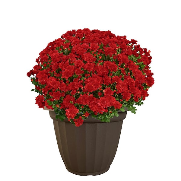 Unbranded 11.5 in. Chrysanthemum (Mum) Plant in a Decorative Pot with Red Flowers