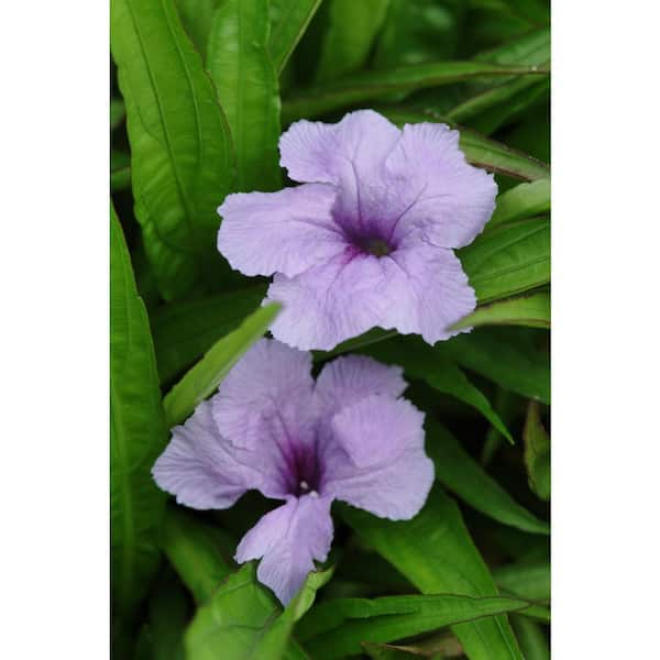 3 Gal. Ruellia Perennial Shrub in Grow Pot