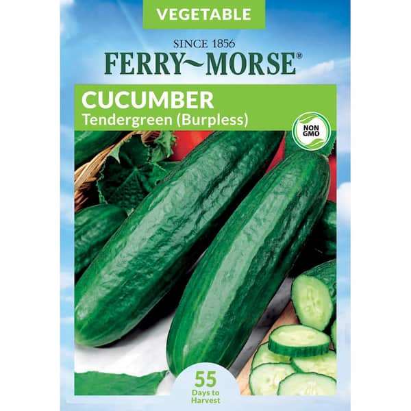 Tendergreen Burpless Cucumber Seeds, English Cucumbers or European  Seedless Hothouse Pickles Vegetable Seed For 2024 Season Fast Shipping