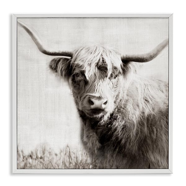 Stupell Industries Black and White Highland Cow by Danita Delimont White Framed Animal Giclee Art Print 24 in. x 24 in.