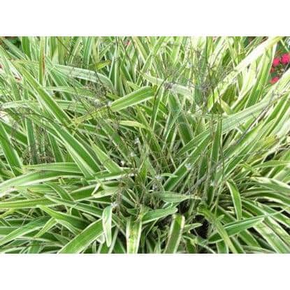 Unbranded Dianella Plant