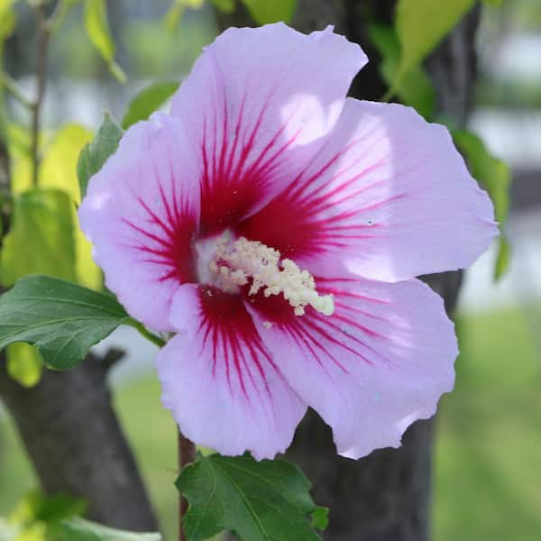 Online Orchards 1 Gal. Red Heart Rose of Sharon Hibiscus Shrub Exotic Pure White Blossoms with a Colorful Red Splash