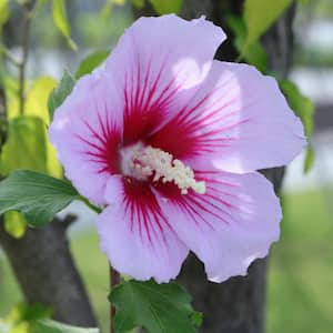 1 Gal. Red Heart Rose of Sharon Hibiscus Shrub Exotic Pure White Blossoms with a Colorful Red Splash
