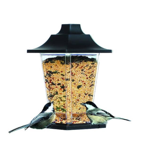 Great Tits Visiting Bird Feeder from Reused Plastic Bottle Hanging