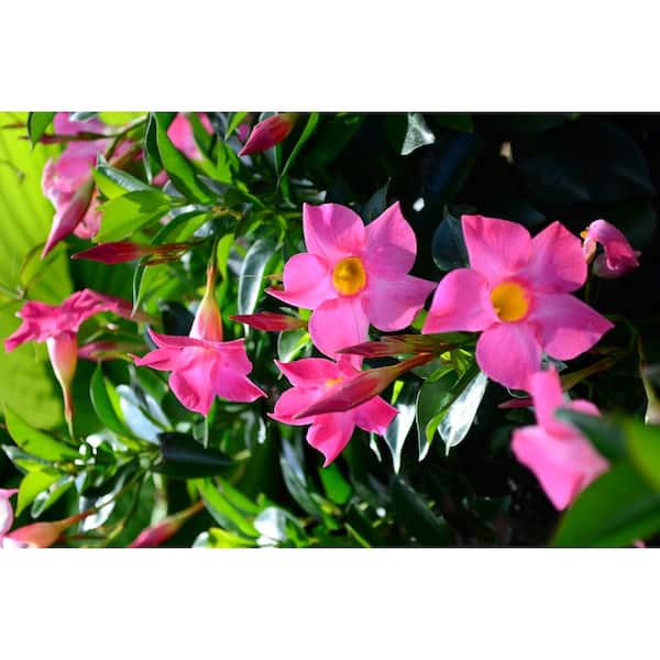1.75 Gal. (#12) Hanging Basket Dipladenia Flowering Annual Shrub with Pink Blooms
