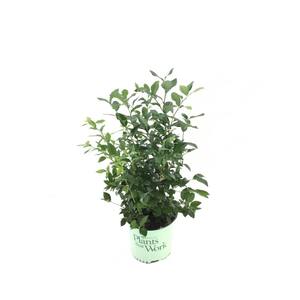 Highbush Blueberry (Vaccinium) Elliottii