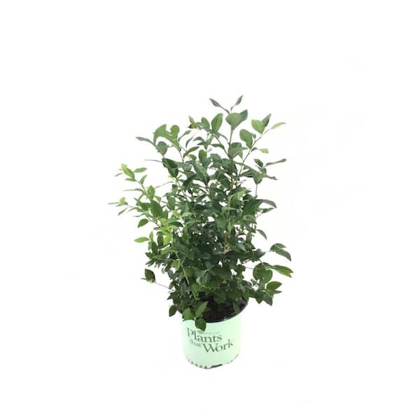 Plants That Work Highbush Blueberry (Vaccinium) Elliottii