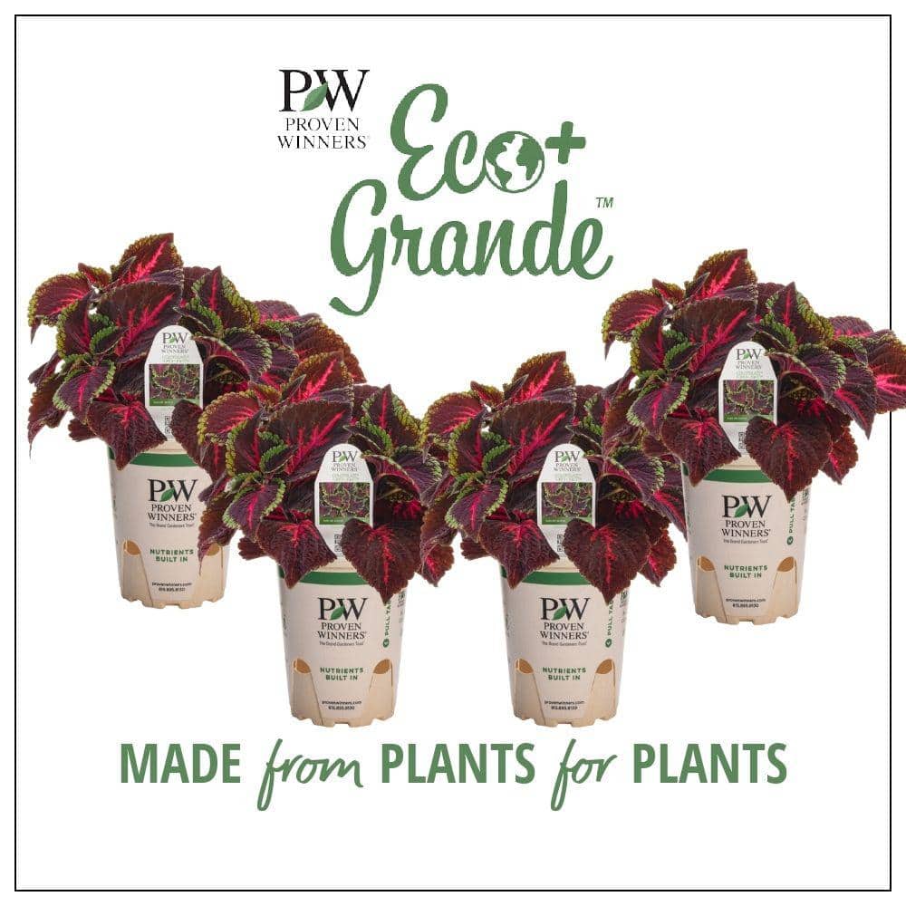 proven-winners-annuals-