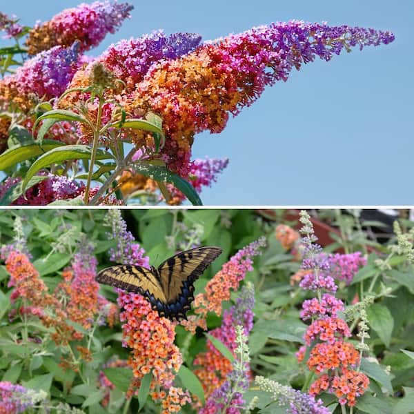 national PLANT NETWORK 2.5 Qt. 2-Tone Butterfly Buddleia Shrub with Bicolor Flowers