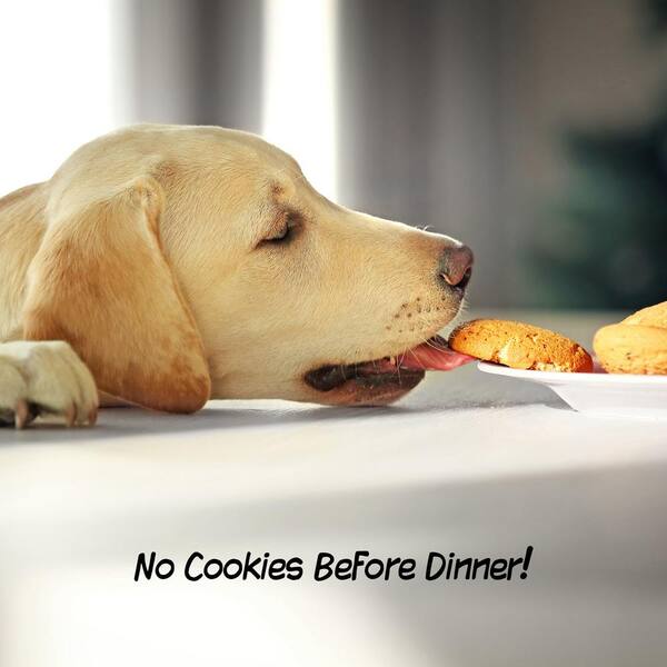 petmaker freestanding pet gate