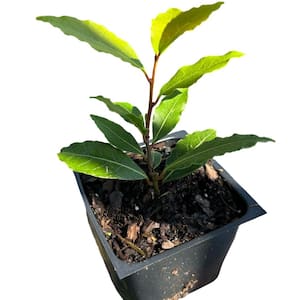 4 in. Bay Leaf Laurel Tree Plant