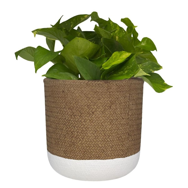 6 inch White & Nature Reed Round Cement Planter - Plant Pot for Sale by Succulents Box