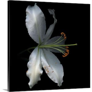 "Lily" by Magda Indigo Canvas Wall Art