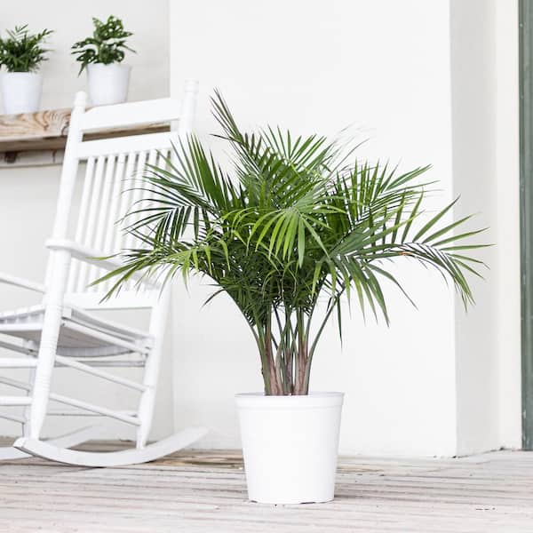calkins gold philodendron Philodendron Micans Plant Vines in Trellis main image 1