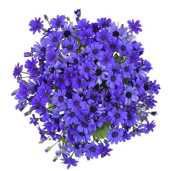 ALTMAN PLANTS Pericallis Senetti Super Blue Garden Outdoor Plant
