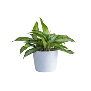 6 in. Aglaonema Chinese Evergreen Plant in White Decor Pot