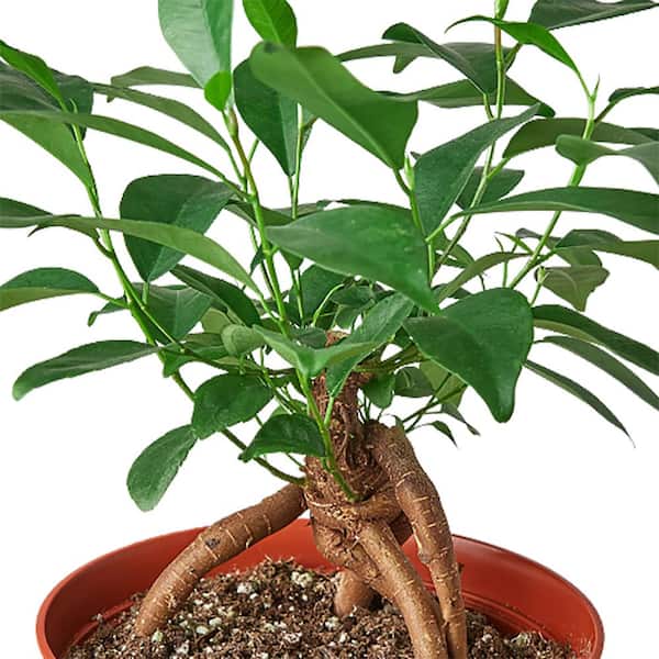Ficus Ginseng (Ficus retusa) Plant in 6 in. Grower Pot 6_FICUS_GINSENG -  The Home Depot