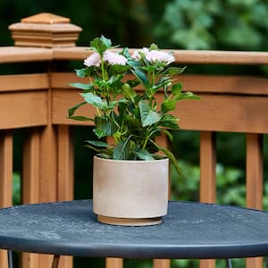 Cylinder Small 6 in. x 5.3 in. 1.5 Qt. Chocolate Clay Indoor/Outdoor Pot