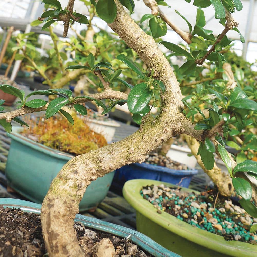 Medium Indoor Fukien Tea Bonsai Tree with Black Pot