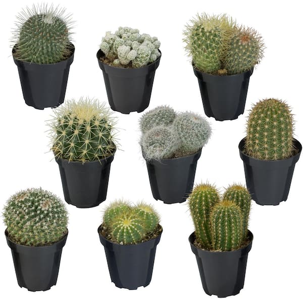 ALTMAN PLANTS 9CM Cactus Collection (9-Pack)