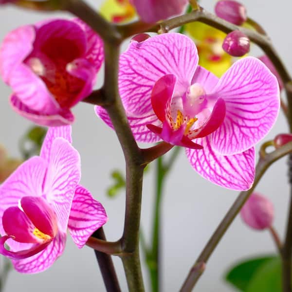 ALTMAN PLANTS 3.5IN Deluxe Purple Live Orchid (Phalaenopsis) in